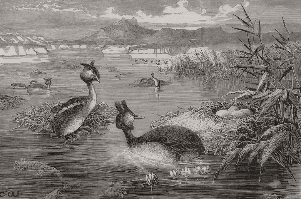 1882 old antique vintage print picture